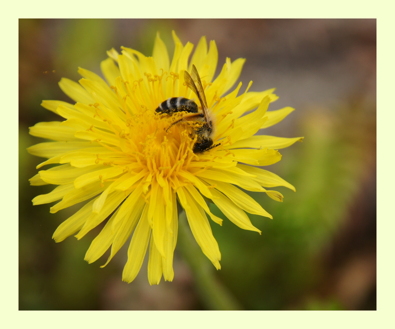 Andrena gravida auf Taraxacum officinale