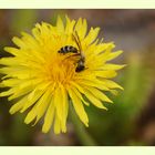 Andrena gravida auf Taraxacum officinale