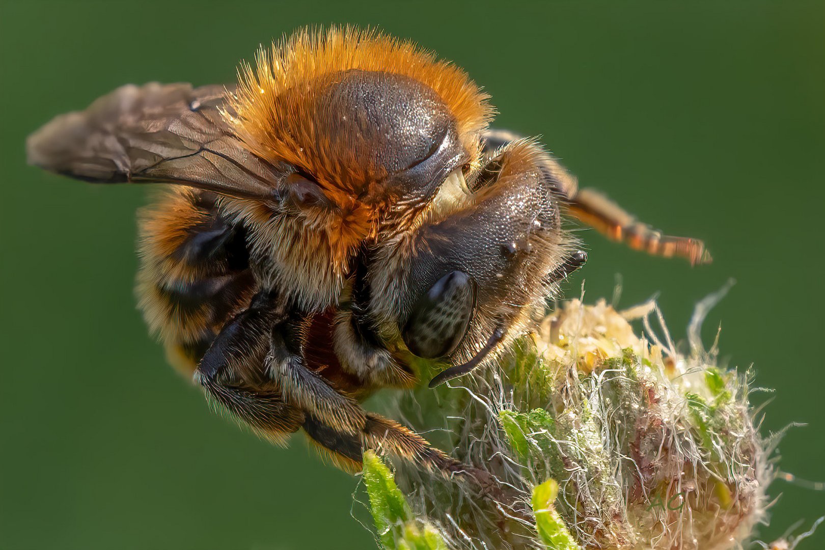 Andrena haemorrhoa