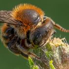 Andrena haemorrhoa