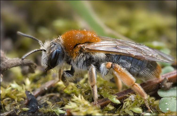 Andrena haemorrhoa - Rotschopfige Sandbiene