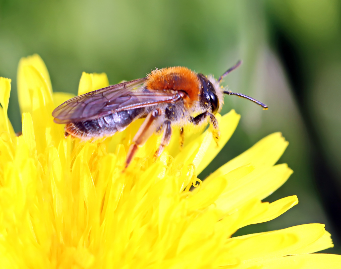 Andrena haemorrhoa,Männchen