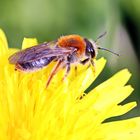 Andrena haemorrhoa,Männchen