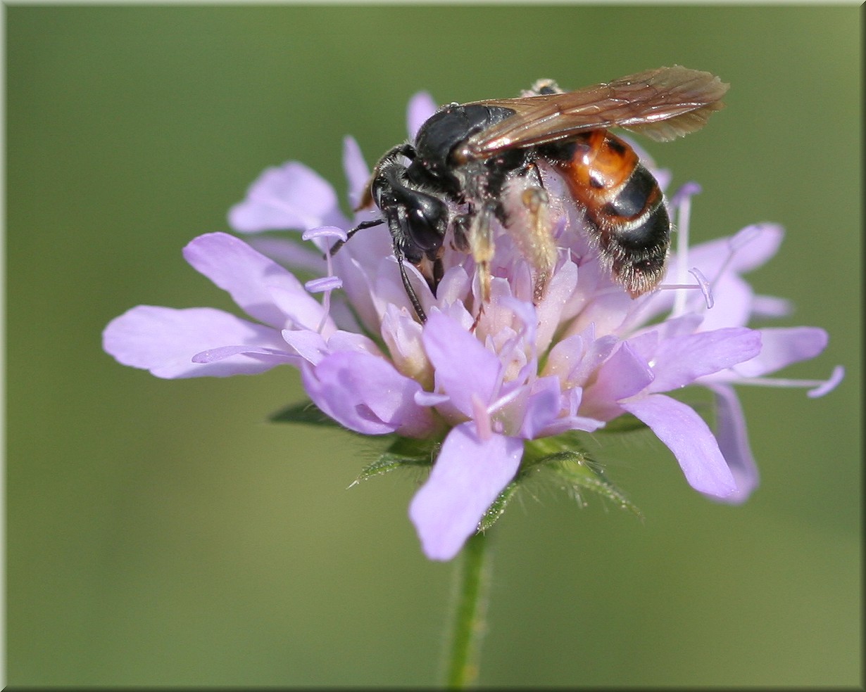 Andrena hattorfiana