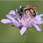 Andrena hattorfiana