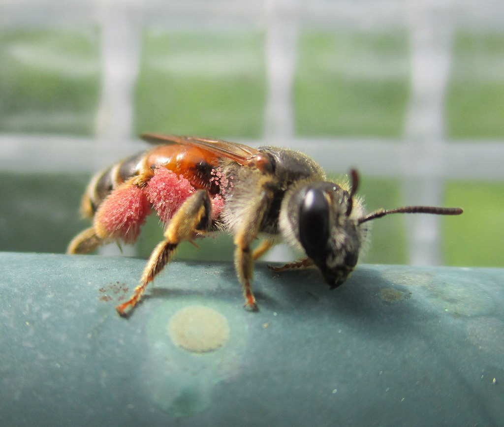  Andrena hattorfiana Knautien-Sandbiene 