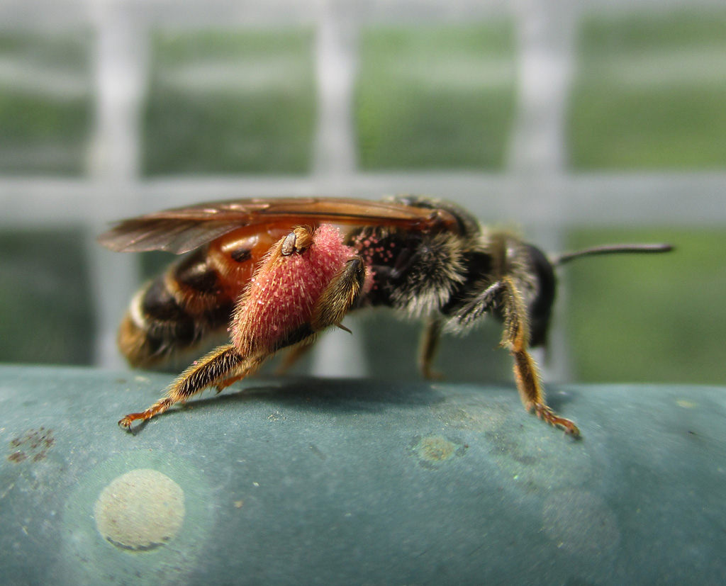 Andrena hattorfiana- Knautien Sandbiene 