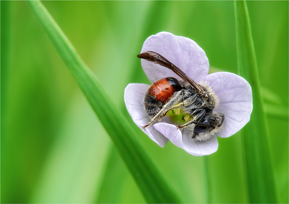 Andrena labiata