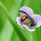 Andrena labiata