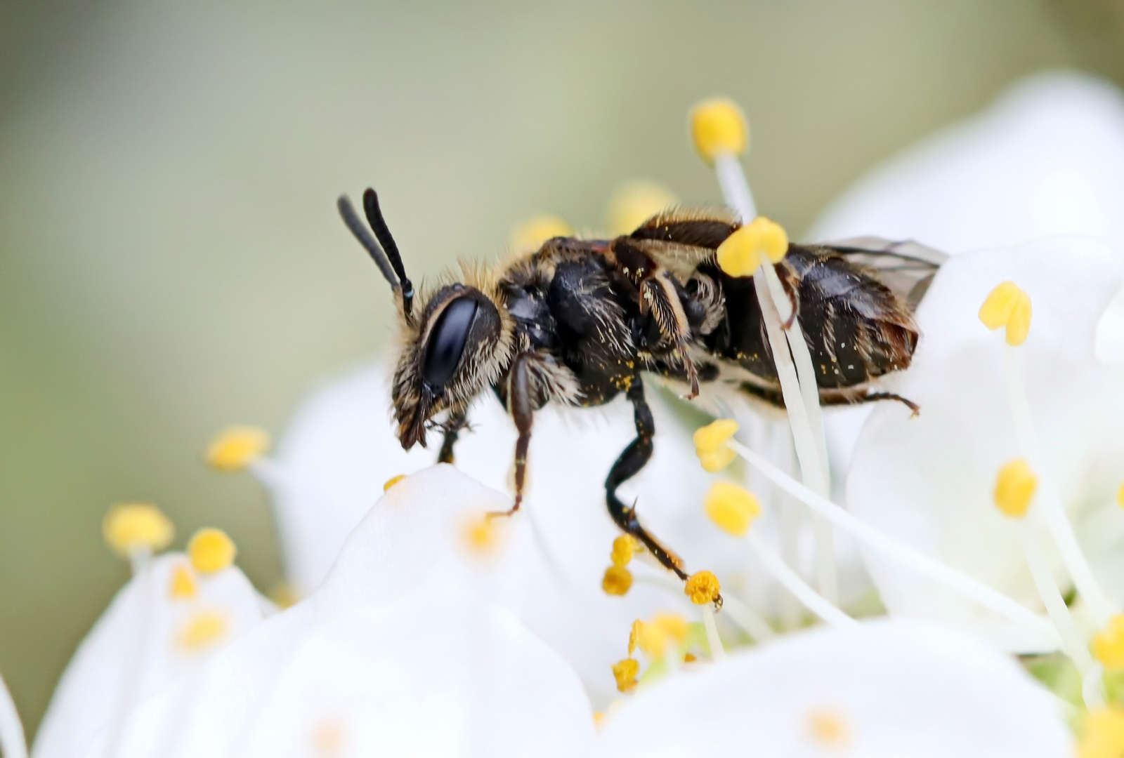 Andrena minutula-Gruppe + 3 Bilder