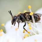 Andrena minutula-Gruppe + 3 Bilder