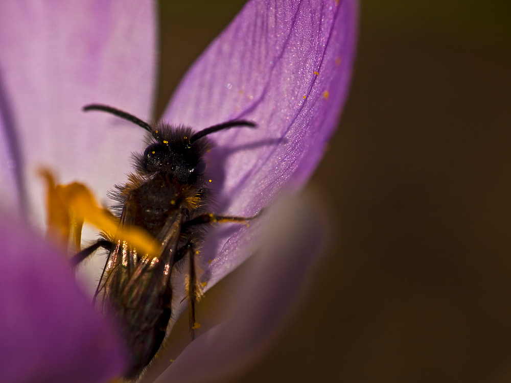 Andrena pilipes