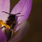 Andrena pilipes