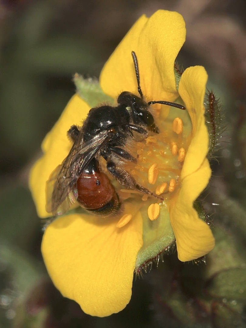 Andrena potentillae, eine Sandbiene, auf dem Frühlings-Fingerktaut (Potentilla verna)