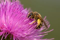 Andrena praecox ???