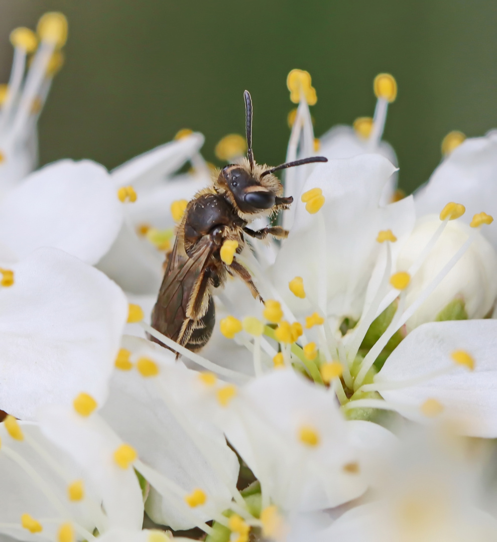 Andrena sp.