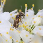 Andrena sp.