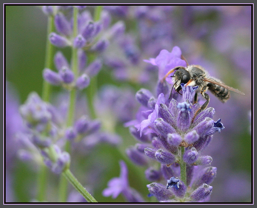 Andrena spec.