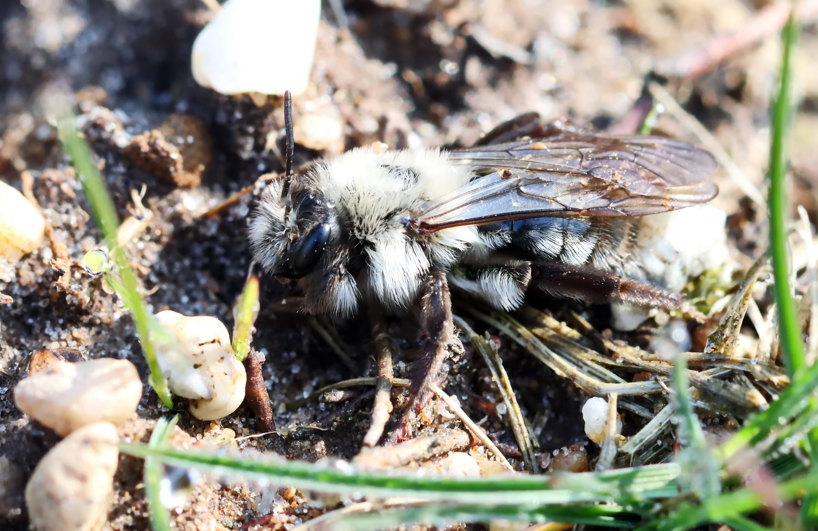 Andrena vaga + 1 Bild