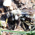 Andrena vaga + 1 Bild