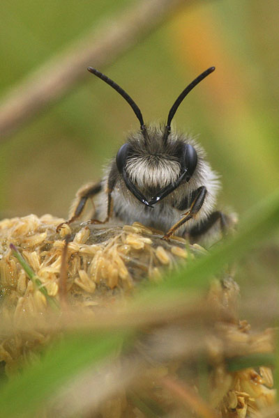 Andrena vaga