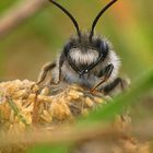 Andrena vaga