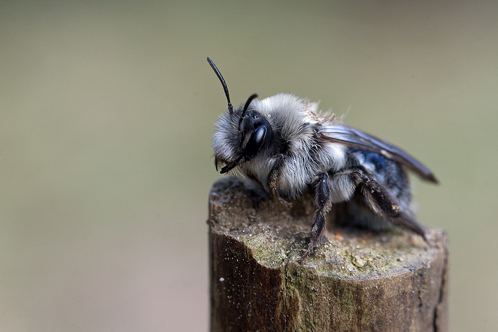 Andrena vaga, die Weiden-Sandbiene