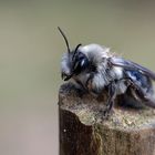 Andrena vaga, die Weiden-Sandbiene