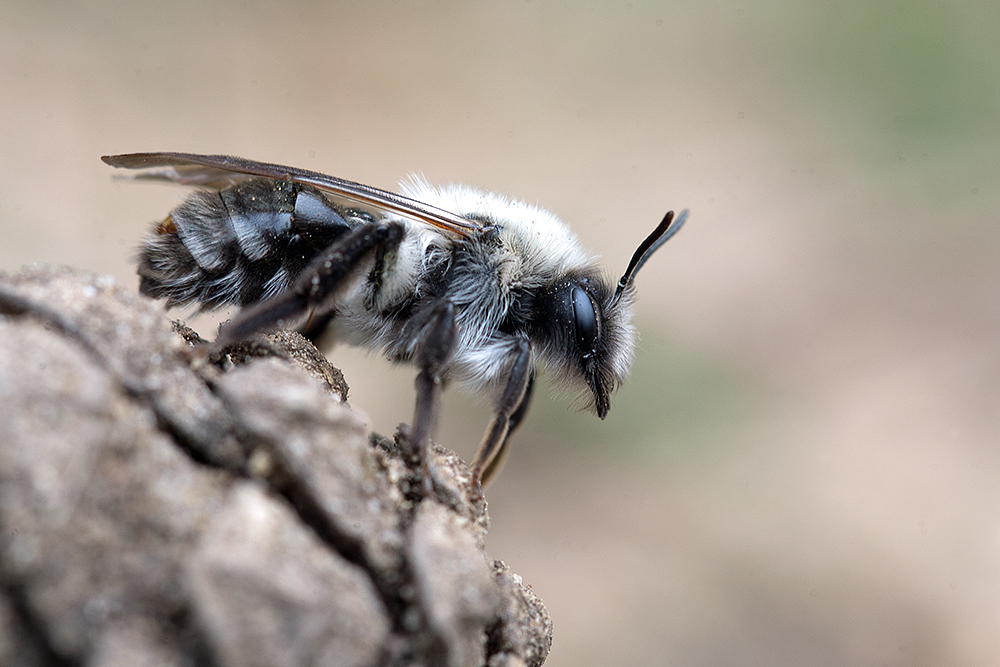 Andrena vaga, die Weiden-Sandbiene