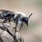 Andrena vaga, die Weiden-Sandbiene