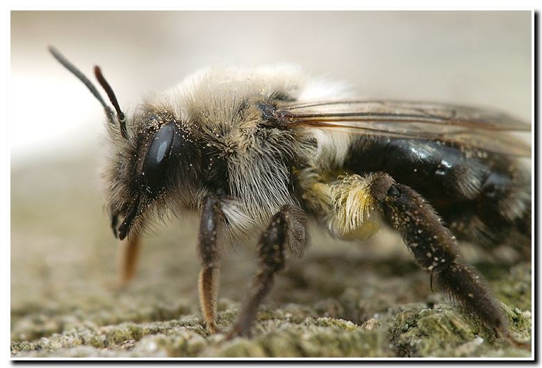 Andrena vaga (weibchen)