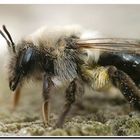 Andrena vaga (weibchen)