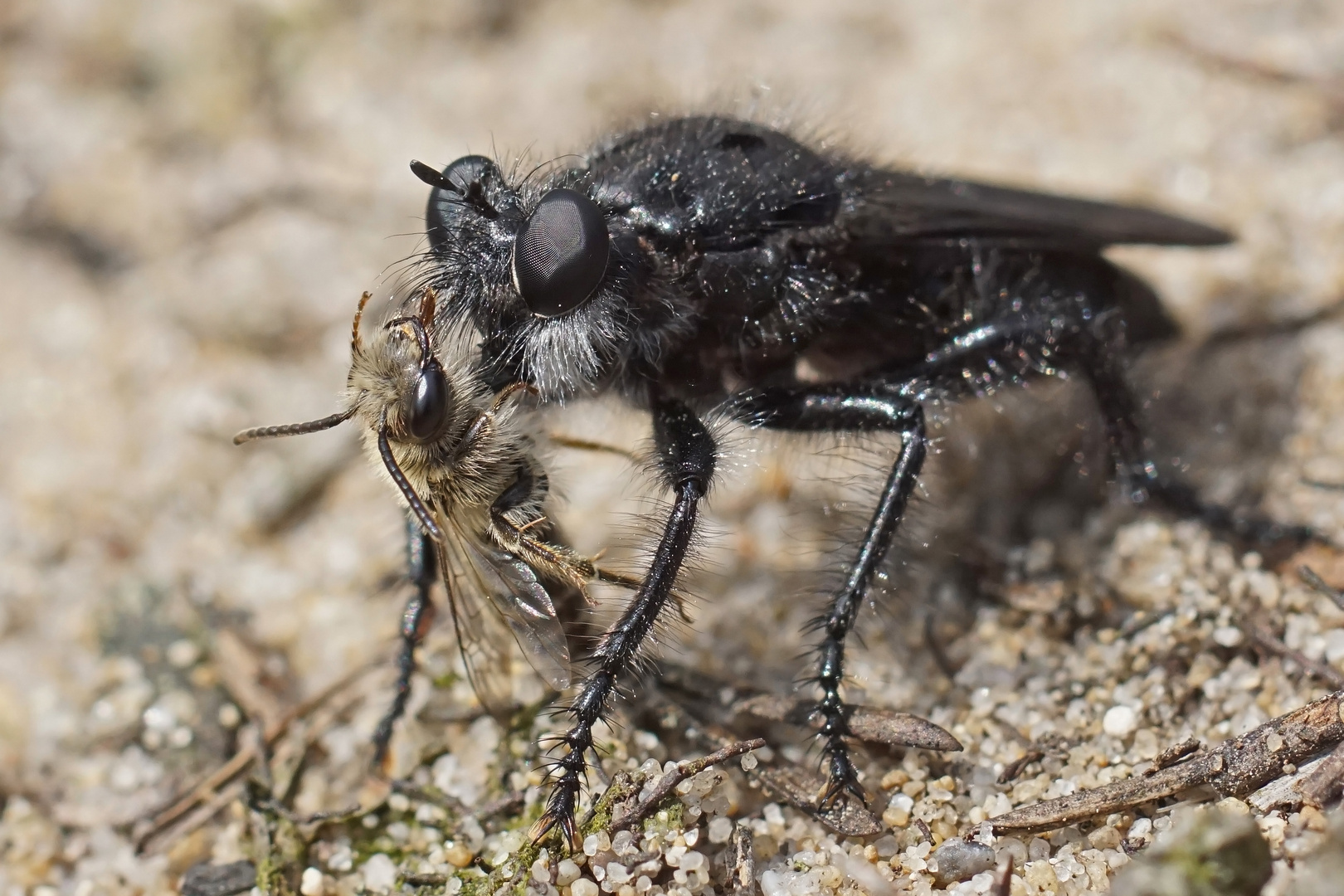 Andrenosoma atrum