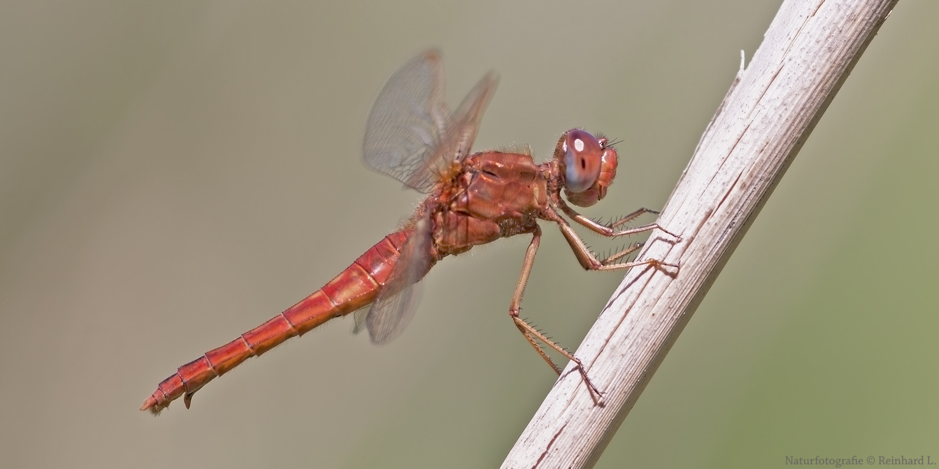  Androchrome weibliche Feuerlibelle 