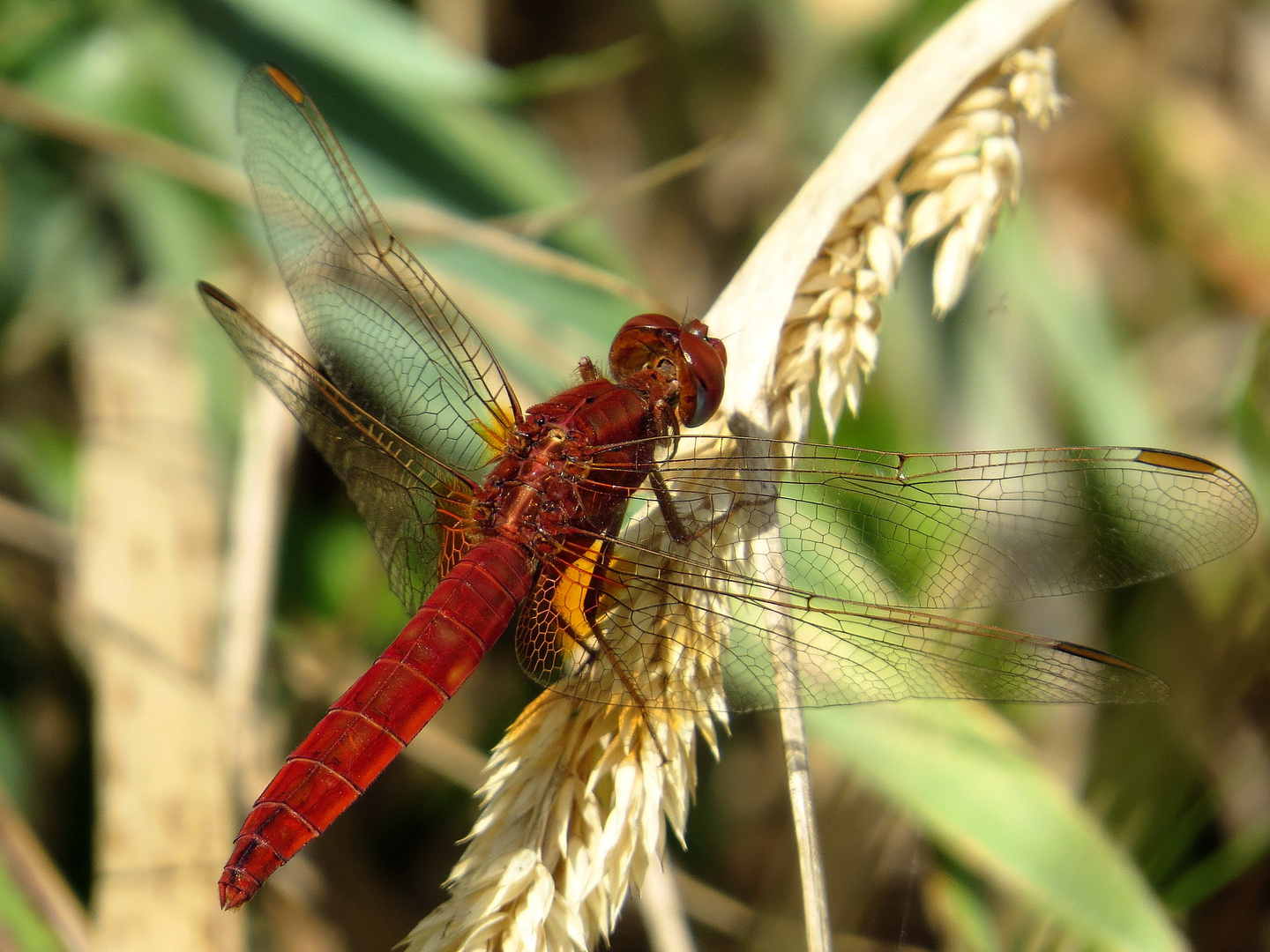 Androchromes (männchenfarbenes) Weibchen der Feuerlibelle