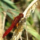 Androchromes (männchenfarbenes) Weibchen der Feuerlibelle