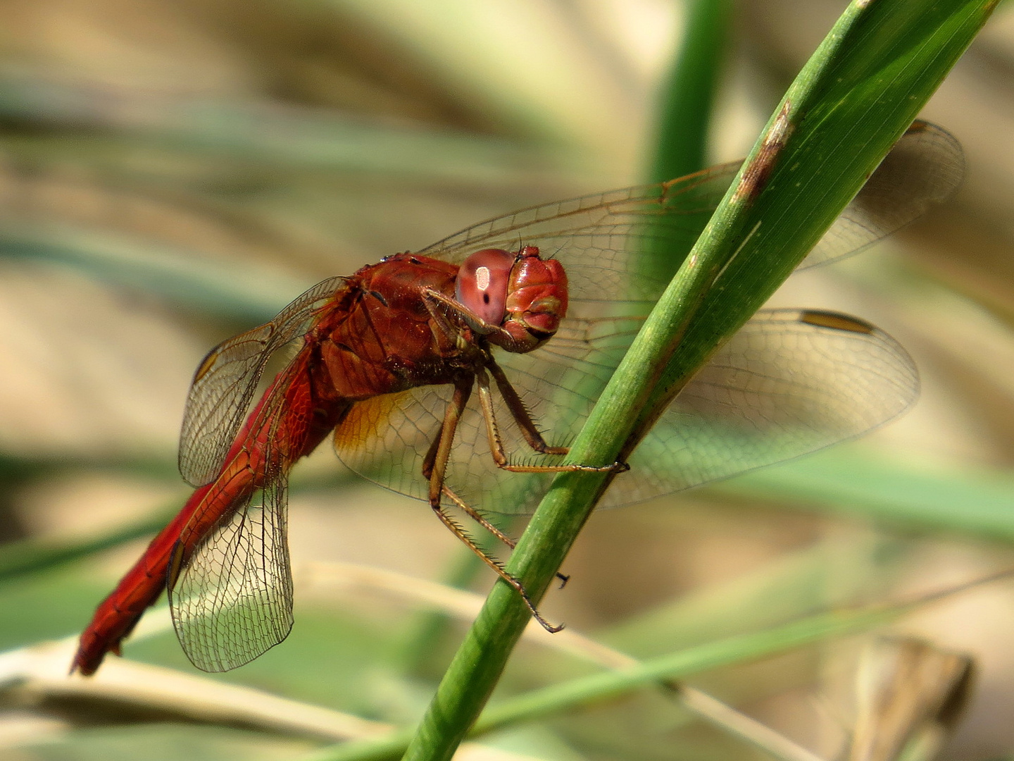 Androchromes (männchenfarbenes) Weibchen der Feuerlibelle beim "Augenputzen"