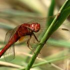 Androchromes (männchenfarbenes) Weibchen der Feuerlibelle beim "Augenputzen"