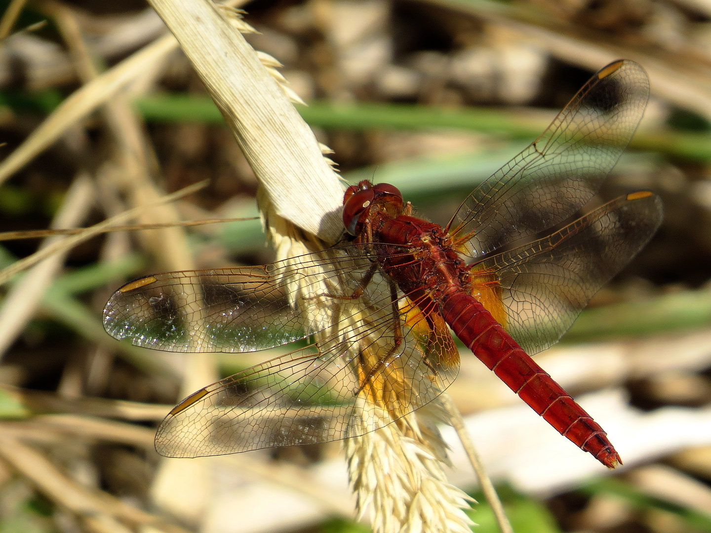 Androchromes (männchenfarbenes) Weibchen der Feuerlibelle