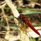 Androchromes (männchenfarbenes) Weibchen der Feuerlibelle