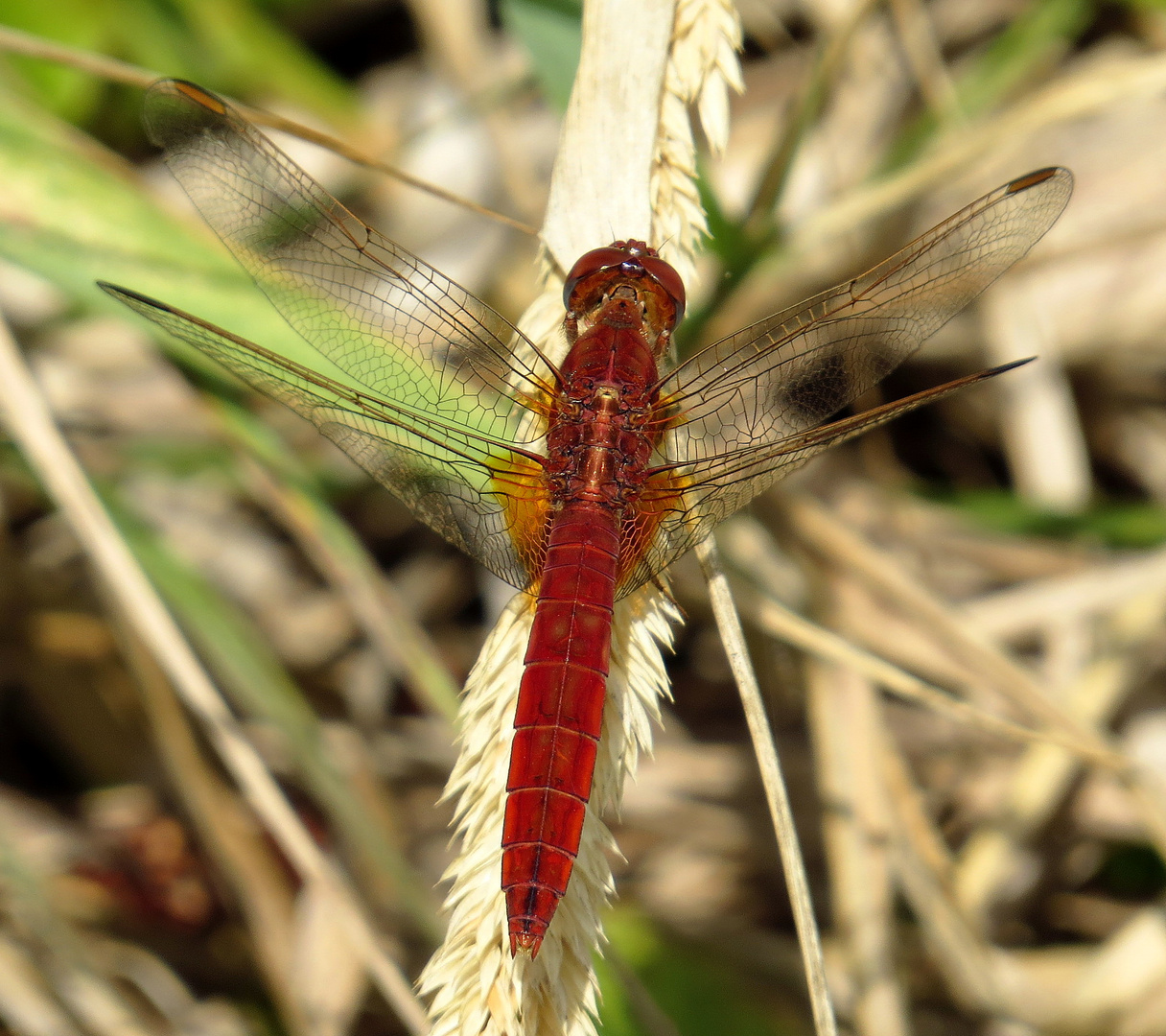 Androchromes (männchenfarbenes) Weibchen der Feuerlibelle