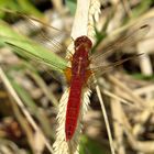 Androchromes (männchenfarbenes) Weibchen der Feuerlibelle