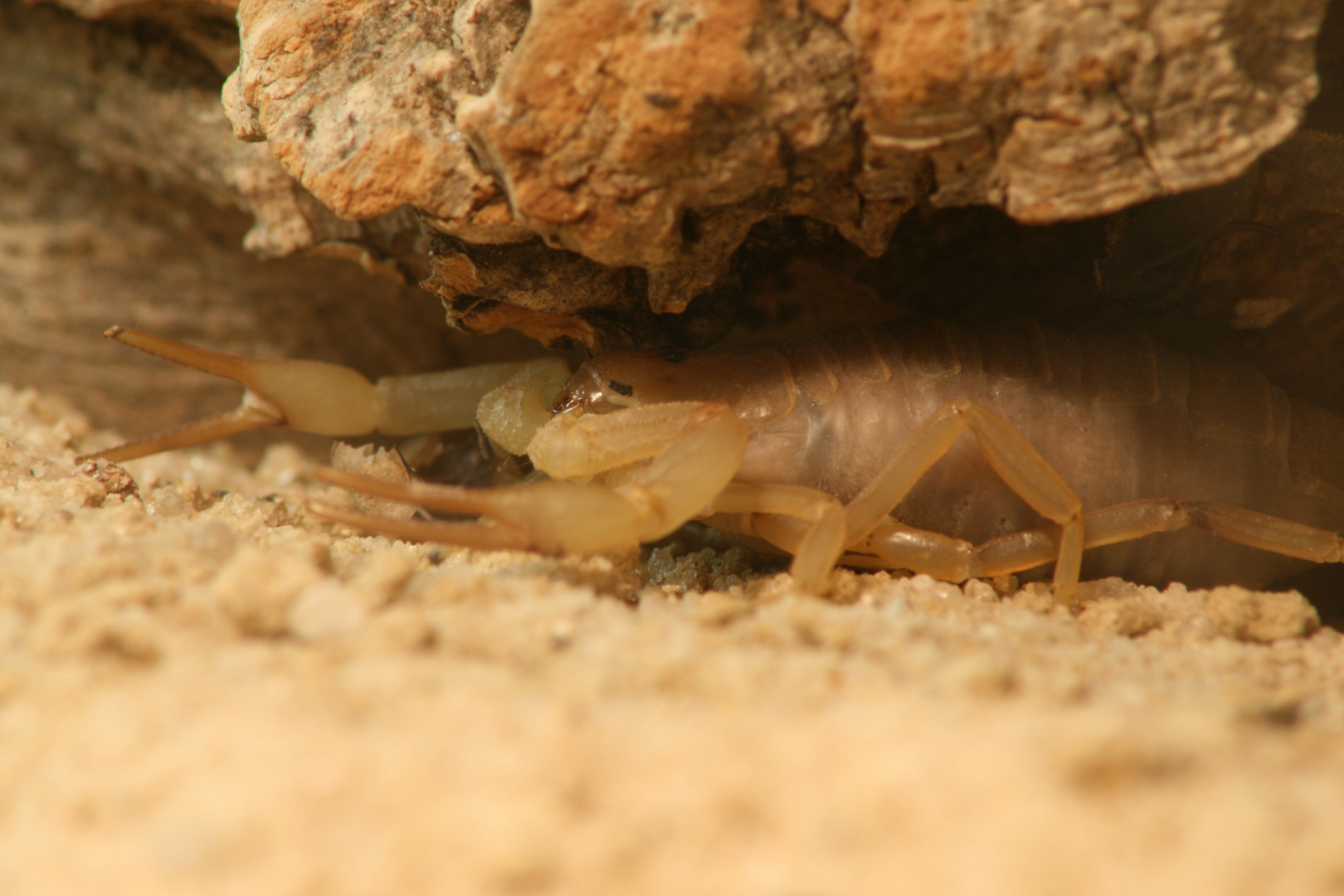 Androctonus australis