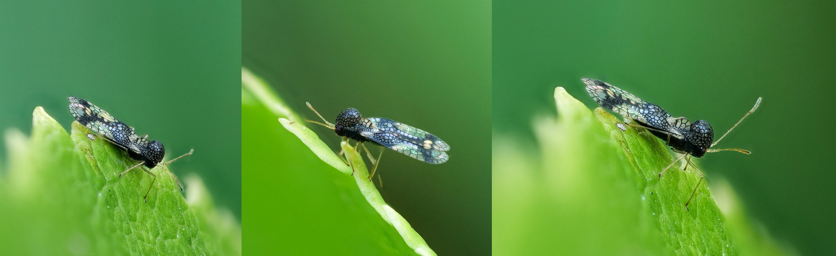 Andromeda-Netzwanze (Stephanitis takeyai)