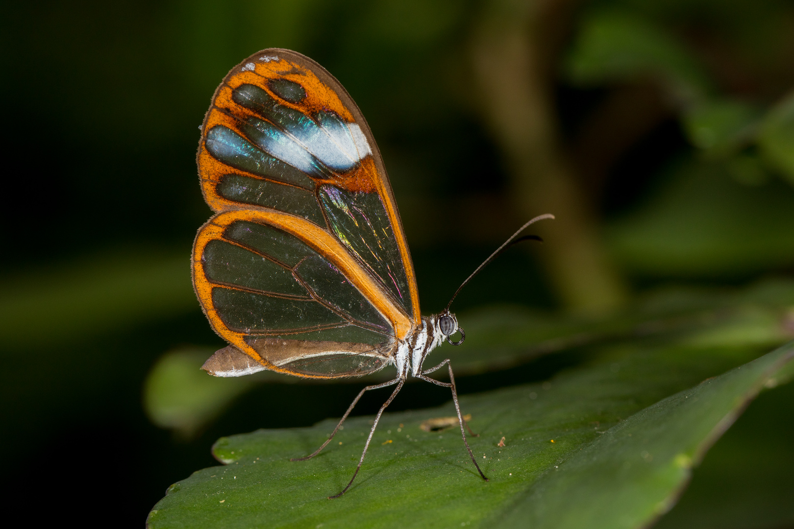 Andromica Glasswing (Greta andromica andania)