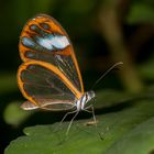 Andromica Glasswing (Greta andromica andania)