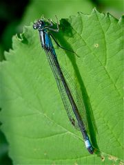 Andromorphes Weibchen der Großen Pechlibelle (Ischnura elegans)