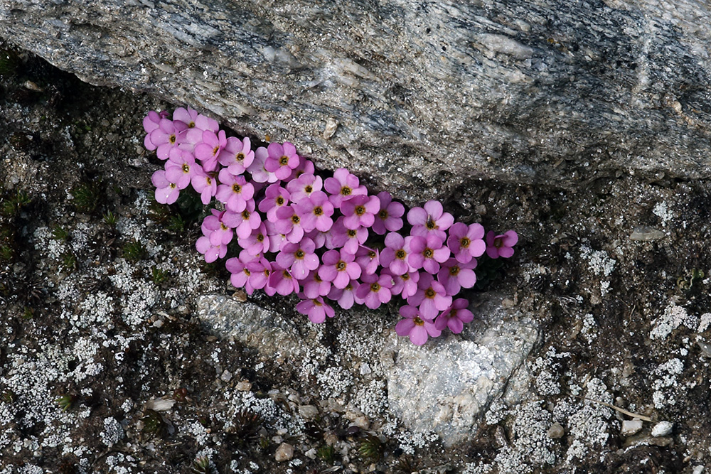 Androsace alpina - Alpenmannschild