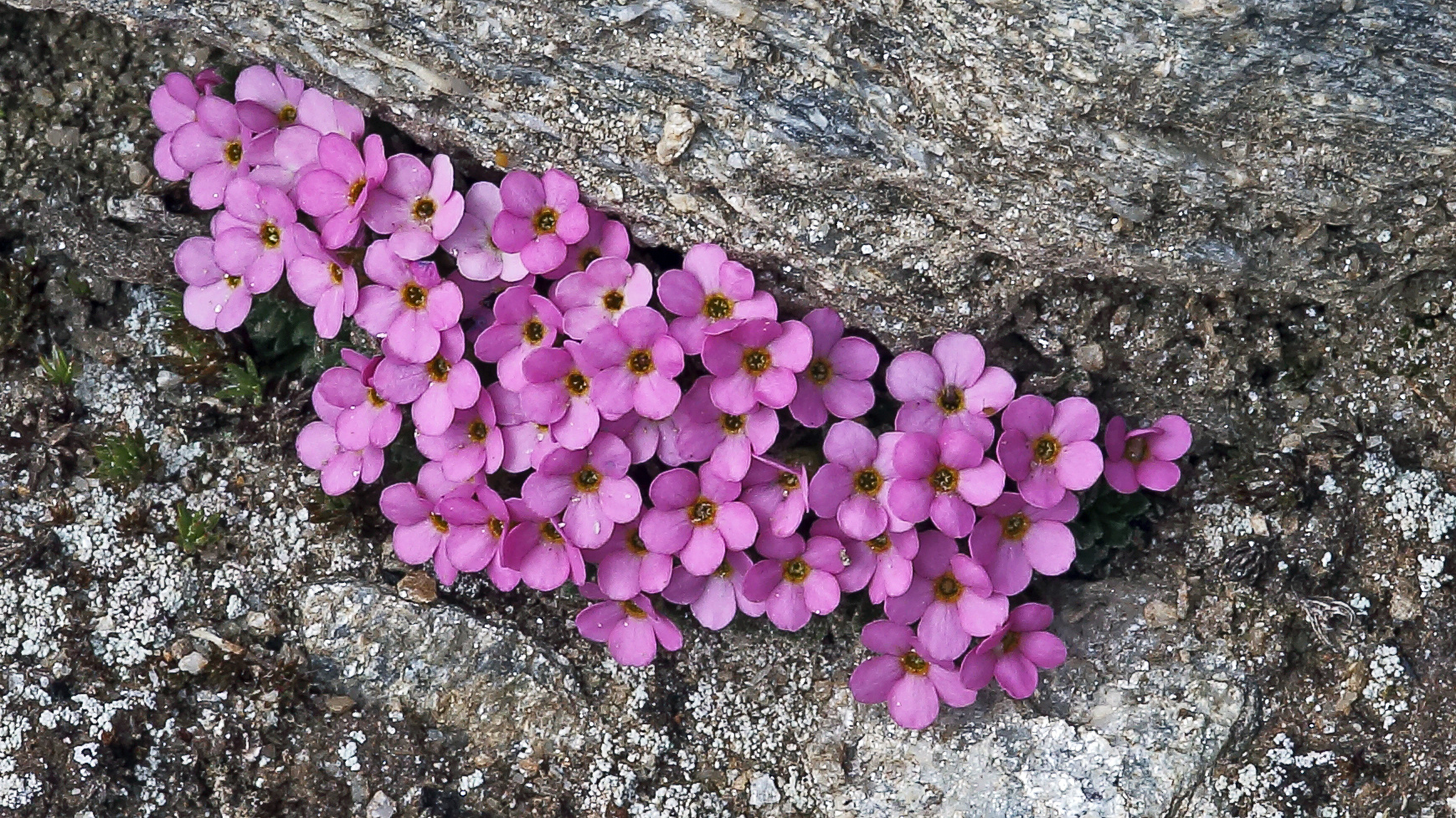 Androsace alpina - Alpenmannsschild  der auf steinigen...