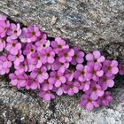 Androsace alpina - Alpenmannsschild  der auf steinigen...